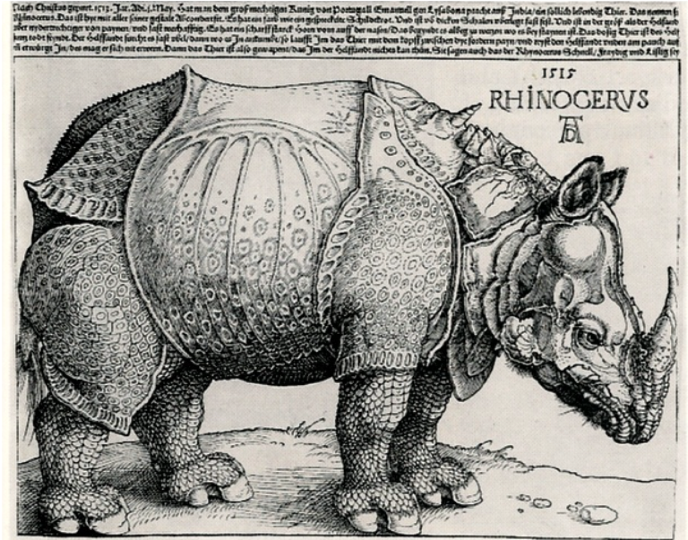 Rhinocderous 
